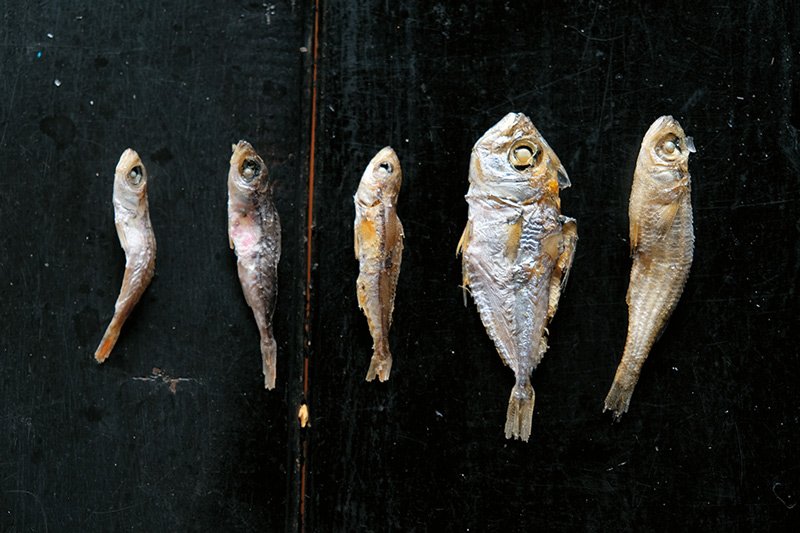 為了辨識在地魚種，巫佳容也學起魚標本製作。