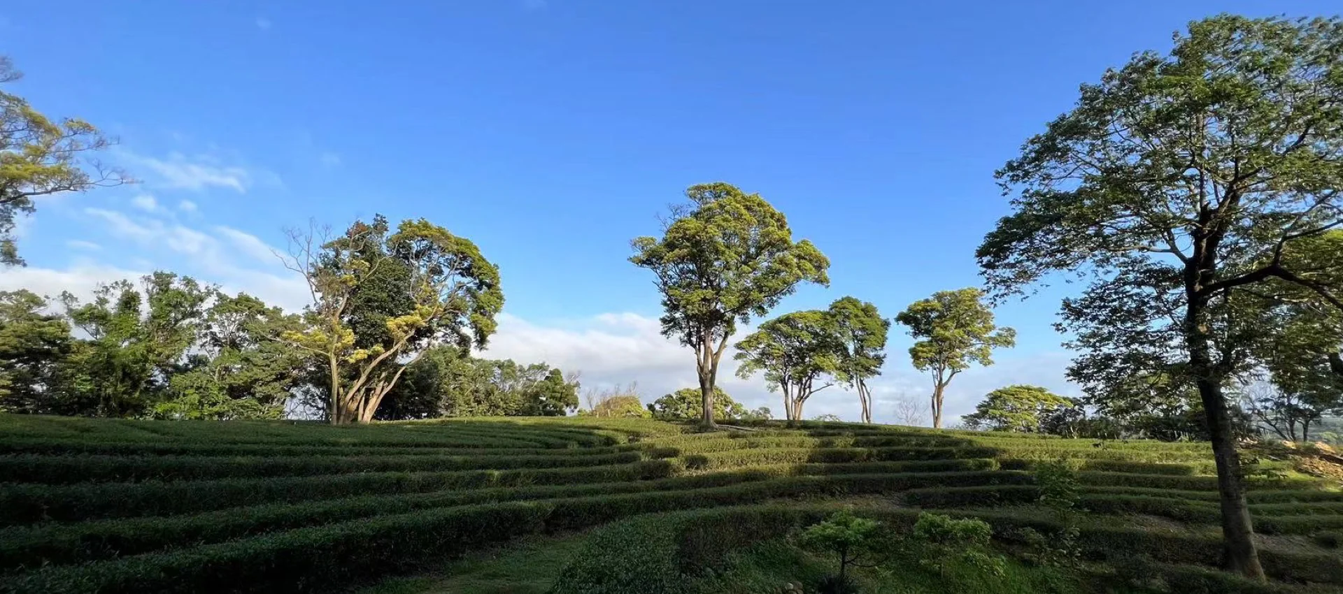 春天農場