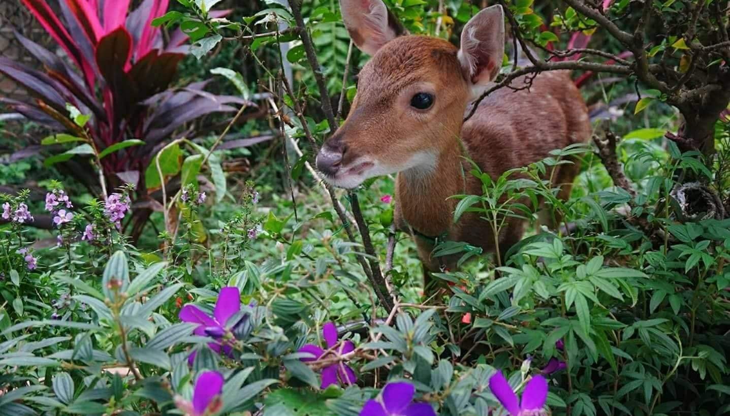 山腳鹿場水鹿之家