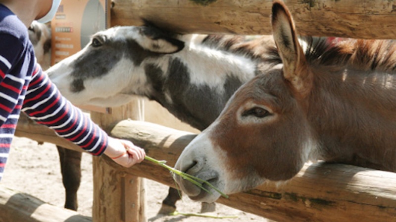 小孩餵食動物體驗-頑皮世界野生動物園