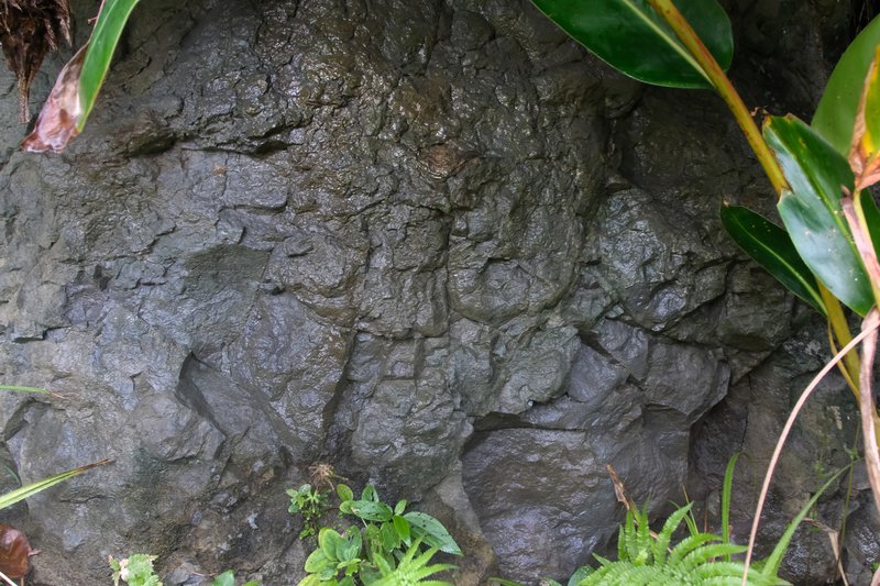 跟著課本去旅行-鼻頭角-岩層-泥質砂岩-楊煥世攝