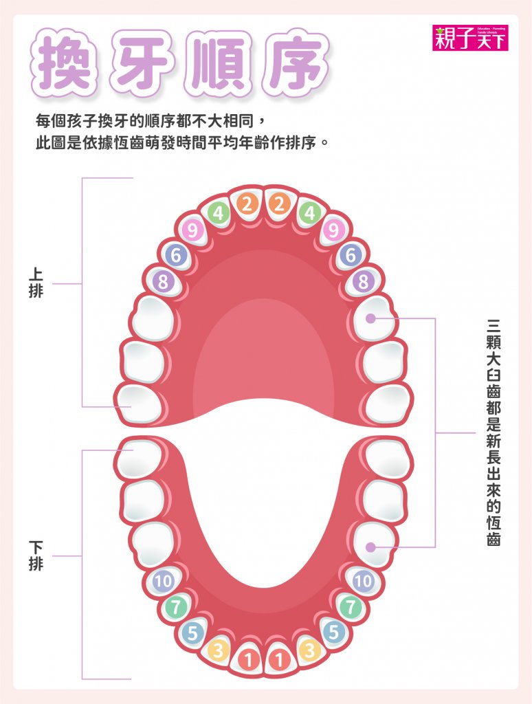 換牙順序-恆牙-換牙