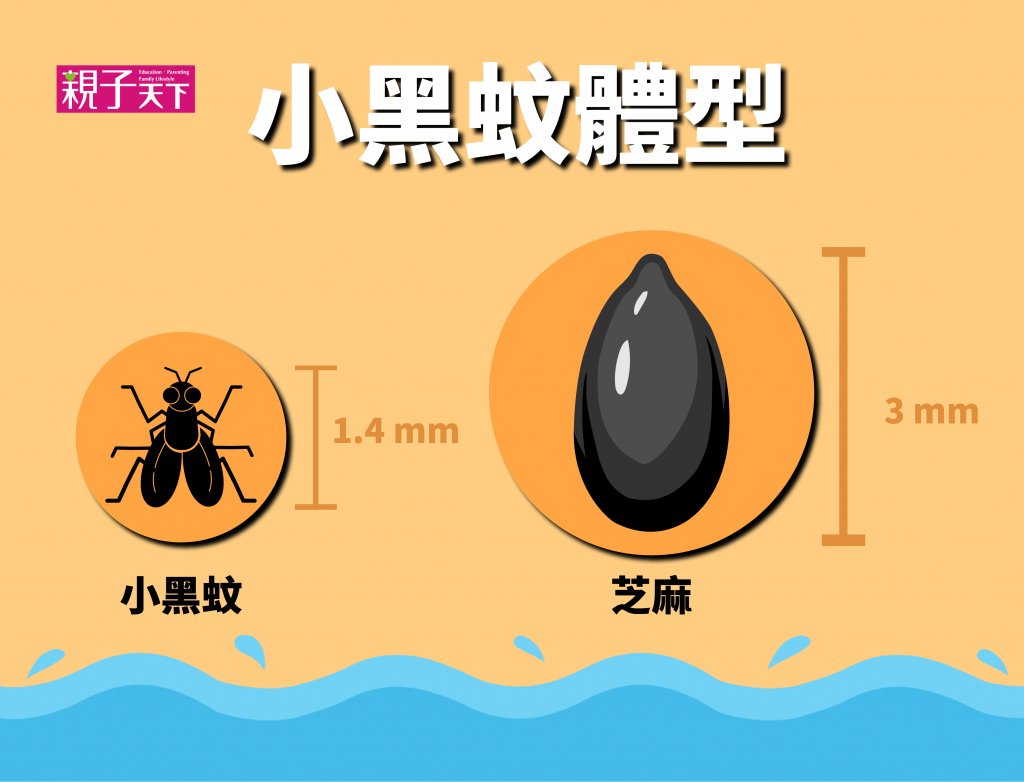 小黑蚊體型